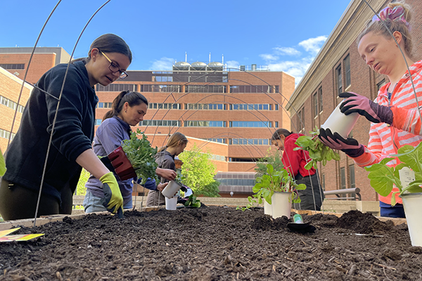 Students planting in the IP Garden