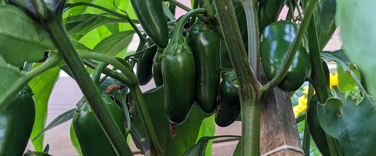 jalepeno peppers on the vine