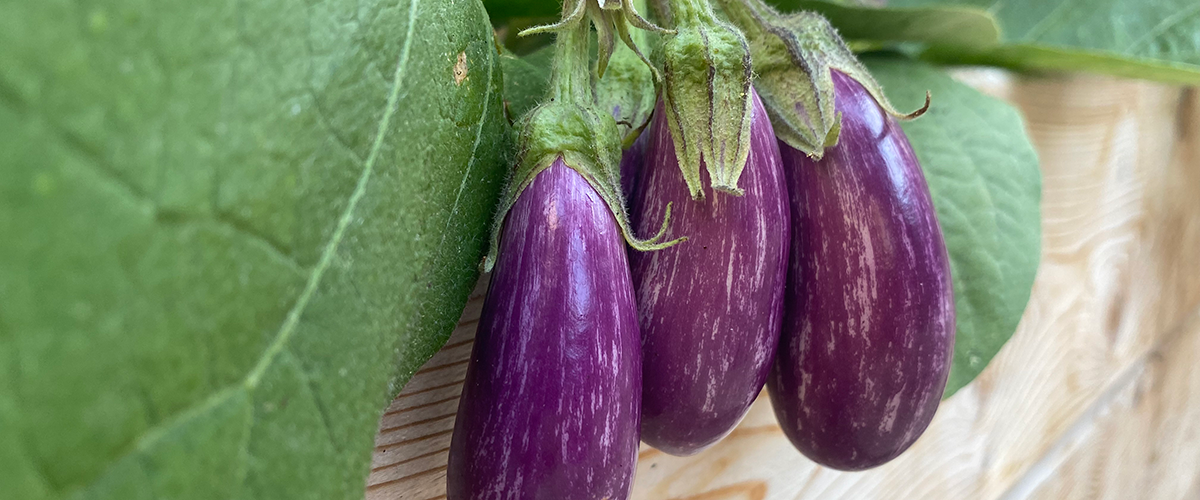 three eggplants on the vine