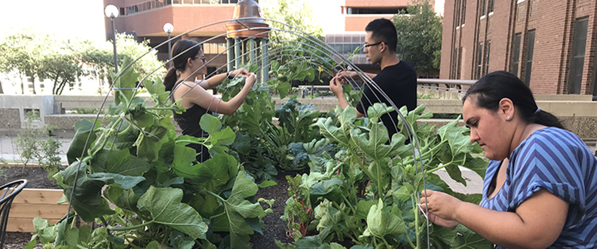 students tending to the garden